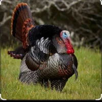 بسته بندی بوقلمون