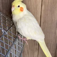 عروس هلندی ماده بالغ