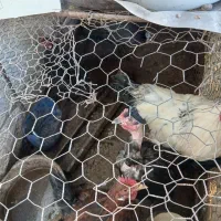 مرغ وخروس|حیوانات مزرعه|چترود, |دیوار