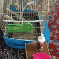 عروس هلندی|پرنده|جونقان, |دیوار