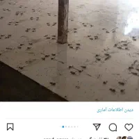 کاشی وسرامیک  چسبی ودوغابی وسایر کار ساختمانی|خدمات پیشه و مهارت|نجف‌آباد, امام خمینی|دیوار