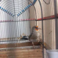 سهره نر جوجه قفس بخون|پرنده|سیرجان, |دیوار