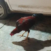 خروس لاری|حیوانات مزرعه|نگین شهر, |دیوار