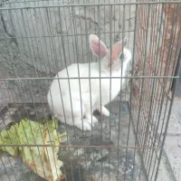 خرگوش نر سالم