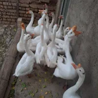 حیوانات خانگی