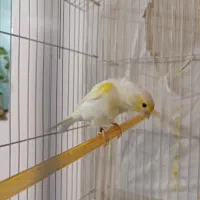 قناری موزاییکی زرد اورجینال|پرنده|سبزوار, ولیعصر (نجار آباد)|دیوار