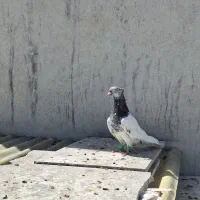 کفتر