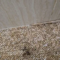 موکت پالاز|موکت|آبادان, |دیوار