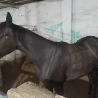 کره دوساله مادیون