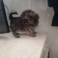 توله سگ دوماه پامرین شیتزو|سگ|نسیمشهر, |دیوار