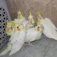 تعدادی جوجه عروس هلندی سرلاکی