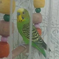 مرغ عشق نر