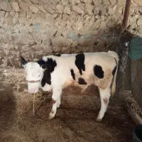 گوساله سیمینتال نر