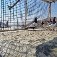 کبوتر|پرنده|شیراز, سعدیه شمالی|دیوار