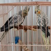 دو عدد عروس هلندی