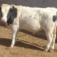 گوساله نر وماده|حیوانات مزرعه|بیرجند, |دیوار