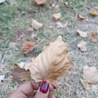 باغ ویلا سوئیت