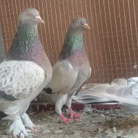 عشق بازی