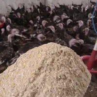 تولید دان با کیفیت گوشتی و تخمگذار انواع پرندگان|لوازم جانبی حیوانات|شاندرمن, |دیوار