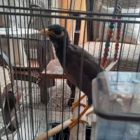 مرغ مینا همراه با قفس