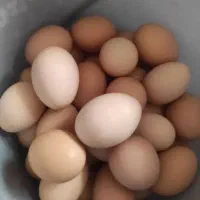 فروش تخم مرغ محلی و بهداشتی دونه ای ۱۵ تومن