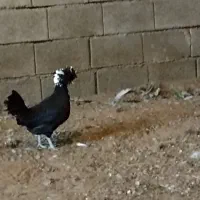 مرغ لهستانی|حیوانات مزرعه|کاشان, راوند|دیوار