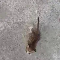 واگذاری رایگان گربه