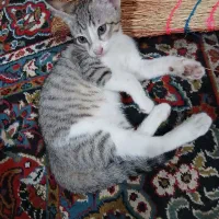 واگذاری رایگان