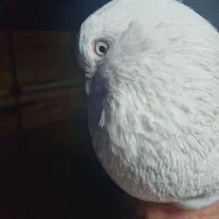 تهرونی چشم سفید|پرنده|فارسان, |دیوار