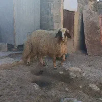 گوسفند|حیوانات مزرعه|ماهیدشت, |دیوار
