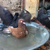 سرخ وسبزآبادانی رودان