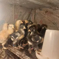 فروش تعدادی جوجه دو رگه لاری وبرهمه|حیوانات مزرعه|نورآباد ممسنی, |دیوار