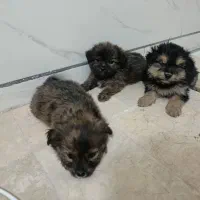 توله پاپی|سگ|شاهینشهر, حاجی آباد|دیوار