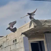 کفتر پلاکی ۵ جفت میشن