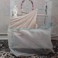 عروس هلندی|پرنده|اندیشه, اندیشه فاز ۲|دیوار