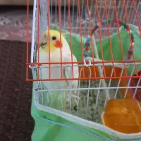 عروس هلندی به رنگ لتینو