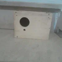 لونه طوطی برزیلی مرغ عشق