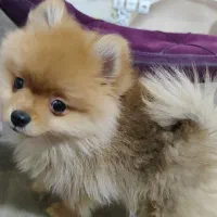 سگ پامر بسیار کوچیک و بازیگوش|سگ|شاهین‌شهر, عطار|دیوار