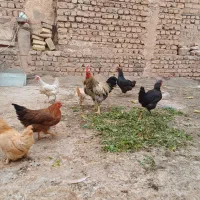 مرغ خروس خونگی|حیوانات مزرعه|قم, شهرک امام حسن|دیوار