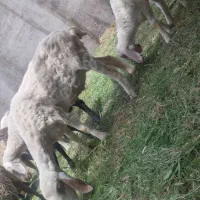 میش بره لتکی خوشگل