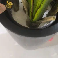 گل زیبا از برند