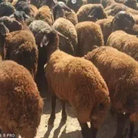 دام چاق گوسفند صحرا چریده مناسب یخچال|حیوانات مزرعه|قم, هفت تیر|دیوار