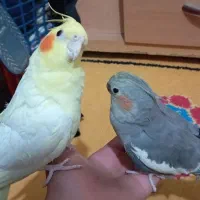 نرماده قناری و عروس هلندی آماده|پرنده|کرمان, |دیوار