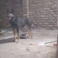 سگ گرگی ژرمن