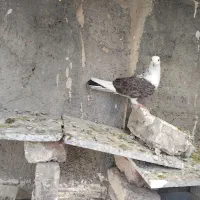 سلام ۲ تا کفتر ماده طوقی کاکول|پرنده|اسلام‌شهر, شهرک مهدیه|دیوار