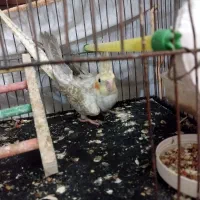 ۳ عروس هلندی جوان سالم دونه ای ۸۰۰|پرنده|گرگان, |دیوار