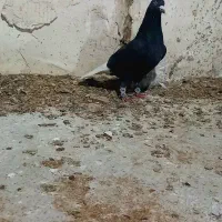 دمسفیدپلاکی