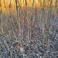 نهال های لیبل دار و شناسه دار|خدمات باغبانی و درختکاری|شاندیز, |دیوار