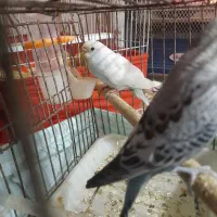 مرغ عشق ماده جون