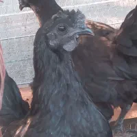 ۳جفت مرغ و خروس ایام سمانی